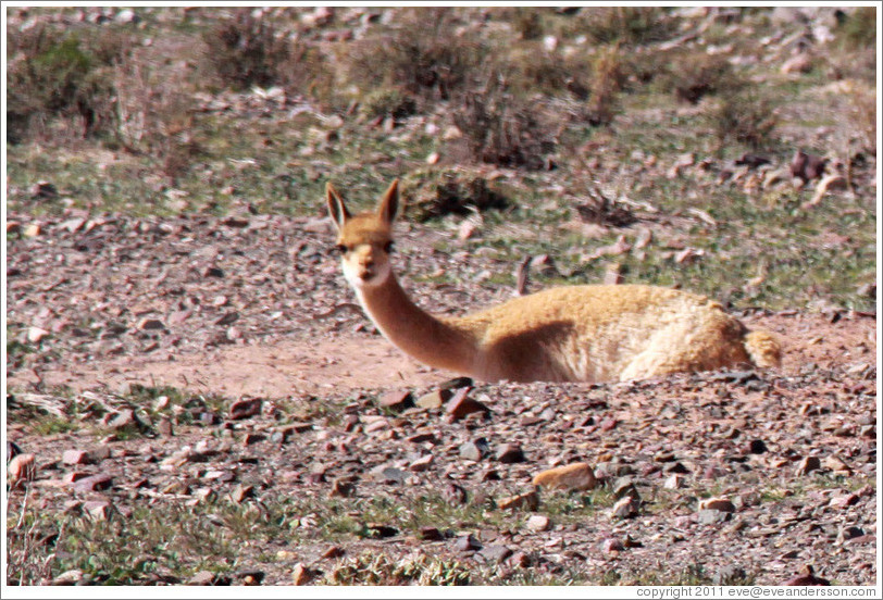 Alpaca  sitting at the side of Ruta Nacional 40.