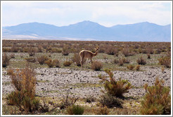 Alpaca at the side of Ruta Nacional 40.