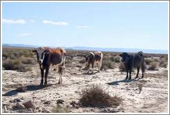 Three cows at the side of Ruta Nacional 40.