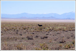 Donkey at the side of Ruta Nacional 40.