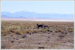 Two donkeys at the side of Ruta Nacional 40.