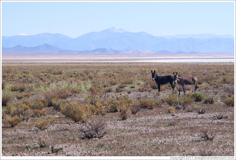 Two donkeys at the side of Ruta Nacional 40.