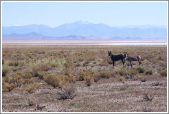 Two donkeys at the side of Ruta Nacional 40.