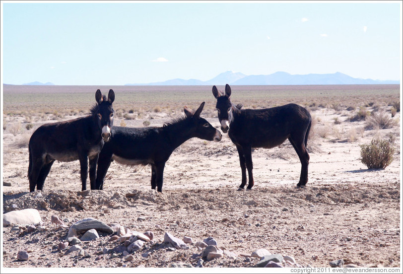 Three donkeys at the side of Ruta Nacional 40.