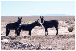 Three donkeys at the side of Ruta Nacional 40.