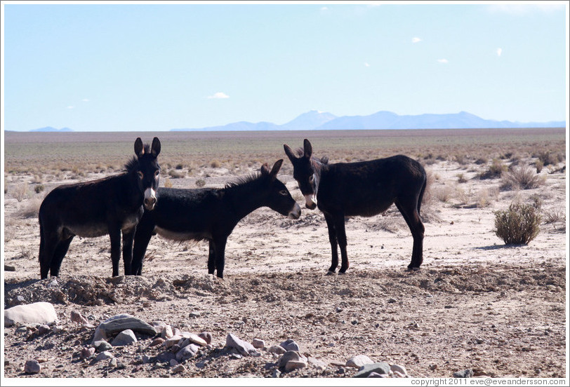 Three donkeys at the side of Ruta Nacional 40.