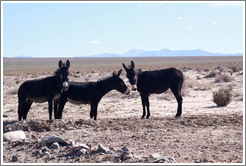 Three donkeys at the side of Ruta Nacional 40.