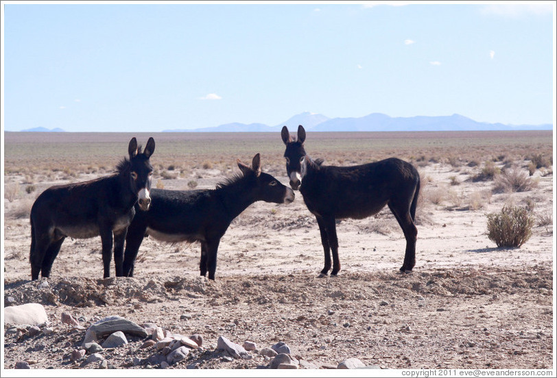 Three donkeys at the side of Ruta Nacional 40.