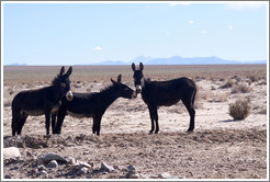 Three donkeys at the side of Ruta Nacional 40.