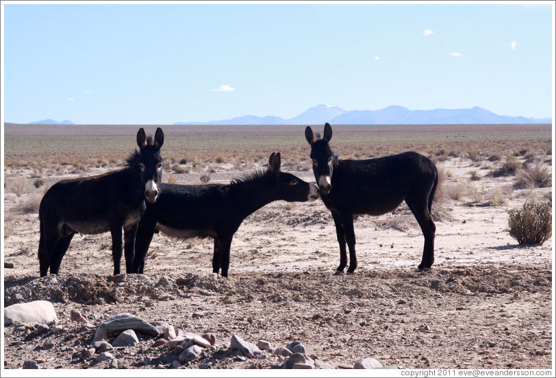 Three donkeys at the side of Ruta Nacional 40.