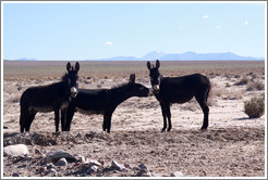 Three donkeys at the side of Ruta Nacional 40.