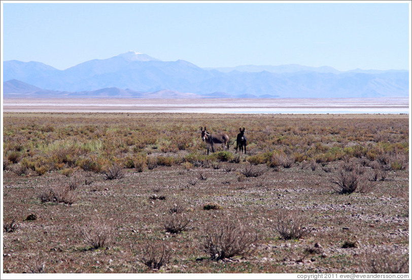 Two donkeys at the side of Ruta Nacional 40.