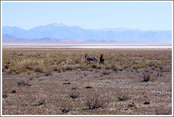 Two donkeys at the side of Ruta Nacional 40.