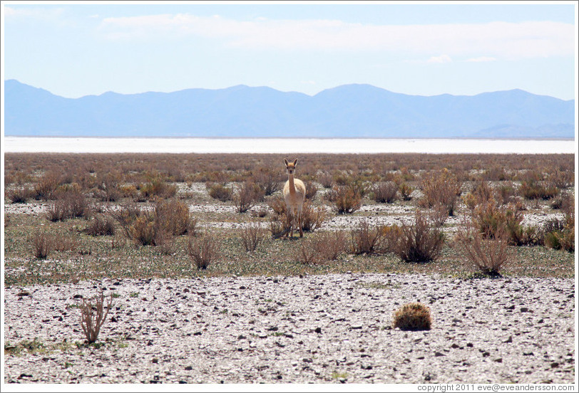 Alpaca, in front of Salinas Grandes salt basin.