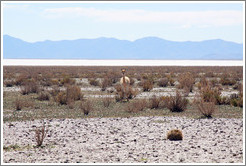 Alpaca, in front of Salinas Grandes salt basin.