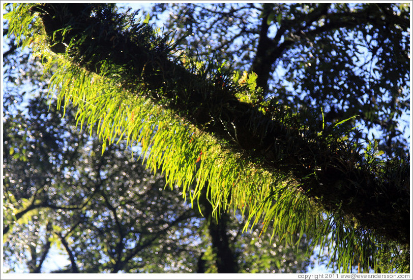 Trees, Ruta Nacional 9.