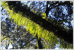 Trees, Ruta Nacional 9.