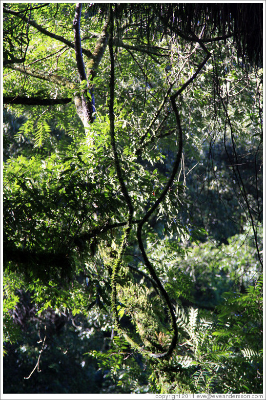 Trees, Ruta Nacional 9.