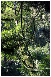 Trees, Ruta Nacional 9.