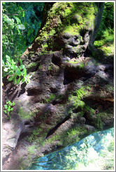 Trees and moss, Ruta Nacional 9.