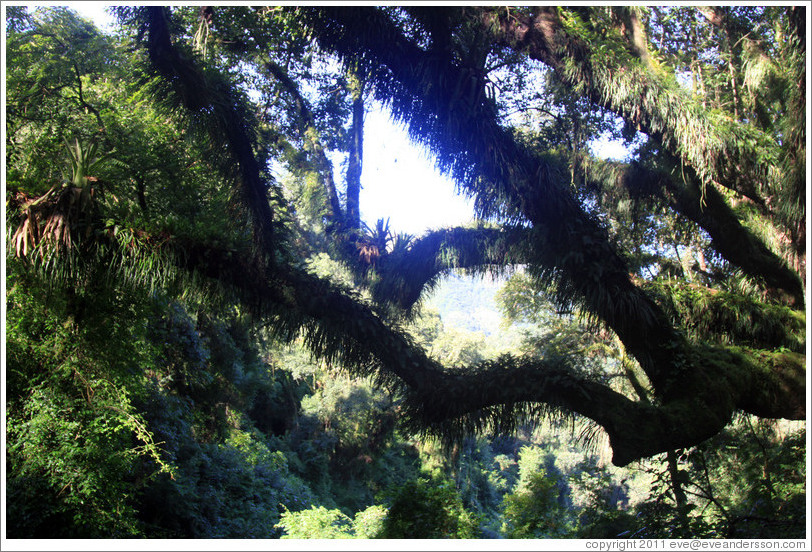 Trees, Ruta Nacional 9.