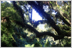 Trees, Ruta Nacional 9.