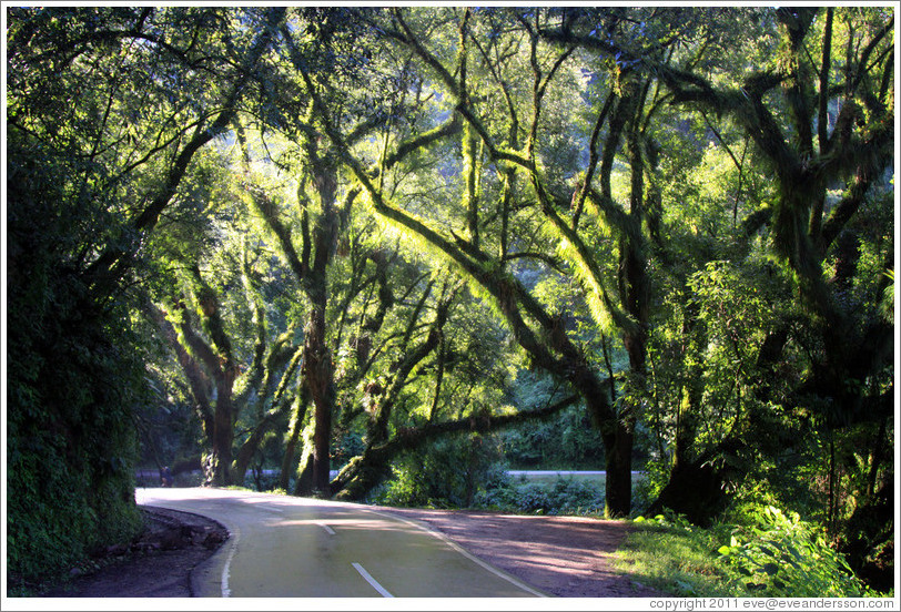 Trees, Ruta Nacional 9.