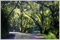 Trees, Ruta Nacional 9.