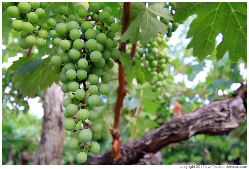 Cabernet sauvignon grapes, Kaiken Winery, Luj?de Cujo.