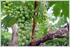 Cabernet sauvignon grapes, Kaiken Winery, Luj?de Cujo.