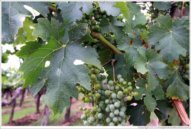 Cabernet sauvignon leaves, Kaiken Winery, Luj?de Cujo.