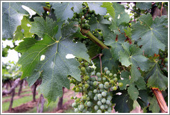 Cabernet sauvignon leaves, Kaiken Winery, Luj?de Cujo.