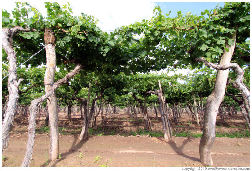 Cabernet sauvignon vines, Kaiken Winery, Luj?de Cujo.