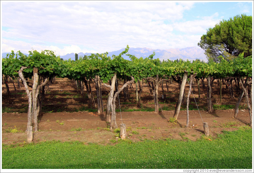 Cabernet sauvignon vines, Kaiken Winery, Luj?de Cujo.