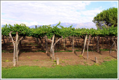 Cabernet sauvignon vines, Kaiken Winery, Luj?de Cujo.