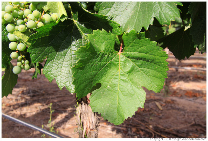 Malbec leaves, Kaiken Winery, Luj?de Cujo.