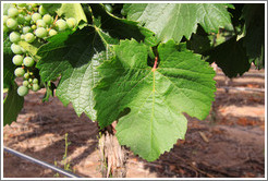 Malbec leaves, Kaiken Winery, Luj?de Cujo.