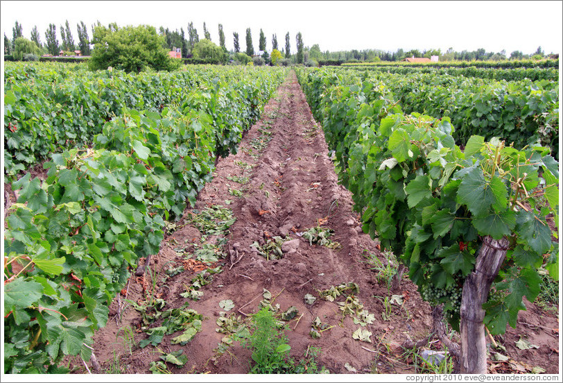 Malbec, old vines, low cordon system, Kaiken Winery, Luj?de Cujo.