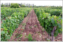 Malbec, old vines, low cordon system, Kaiken Winery, Luj?de Cujo.