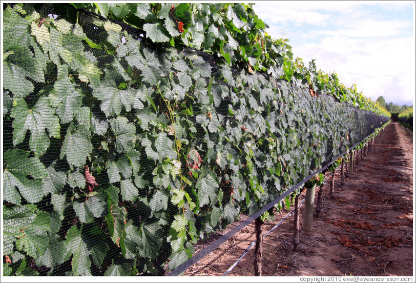 Malbec, vertical shoot positioned, with hail nets, Kaiken Winery, Luj?de Cujo.