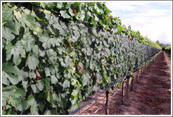 Malbec, vertical shoot positioned, with hail nets, Kaiken Winery, Luj?de Cujo.