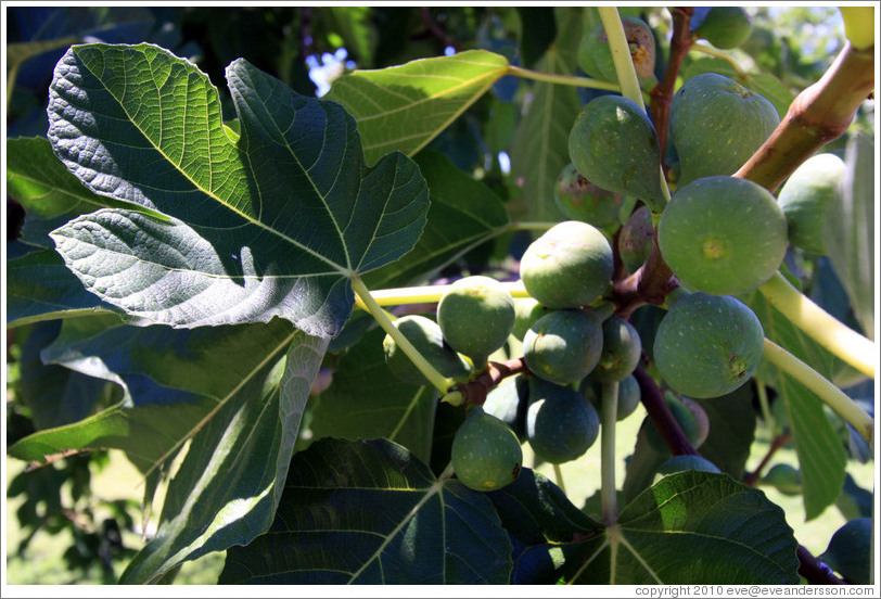 Figs growing, Lagarde, Luj?de Cujo.