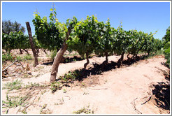 Malbec vines, Lagarde, Luj?de Cujo.