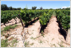 Malbec vines, Lagarde, Luj?de Cujo.