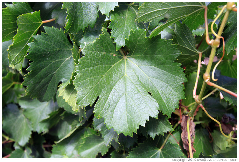 Malbec leaf, Roberto Bonfanti, Luj?de Cujo.