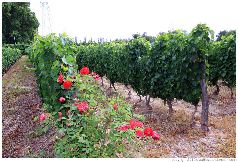 Vines and roses, Roberto Bonfanti, Luj?de Cujo.