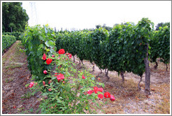 Vines and roses, Roberto Bonfanti, Luj?de Cujo.