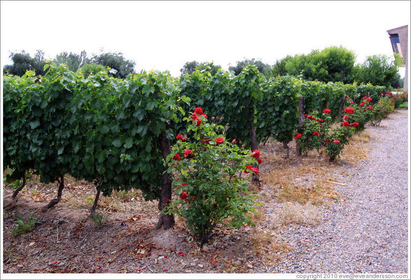 Vines and roses, Roberto Bonfanti, Luj?de Cujo.