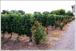 Vines and roses, Roberto Bonfanti, Luj?de Cujo.