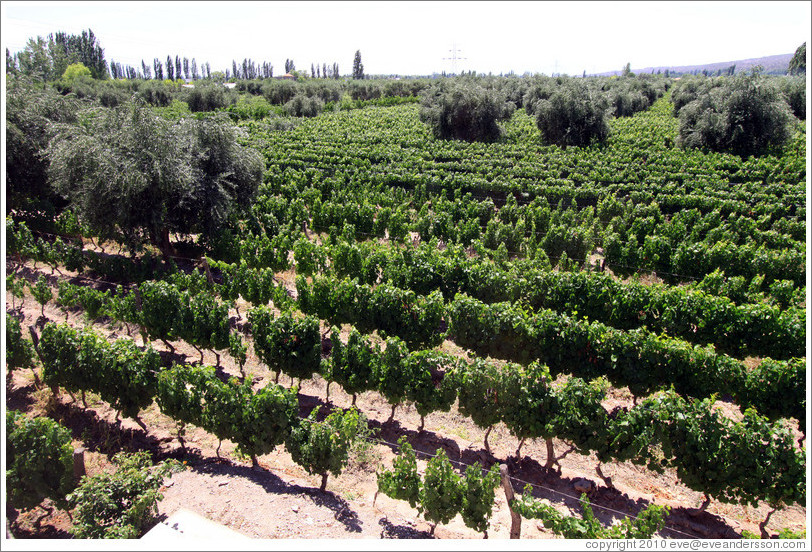 Vines, Roberto Bonfanti, Luj?de Cujo.